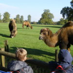 Cotswold wildlife park & gardens