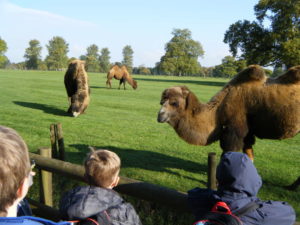 Cotswold wildlife park & gardens