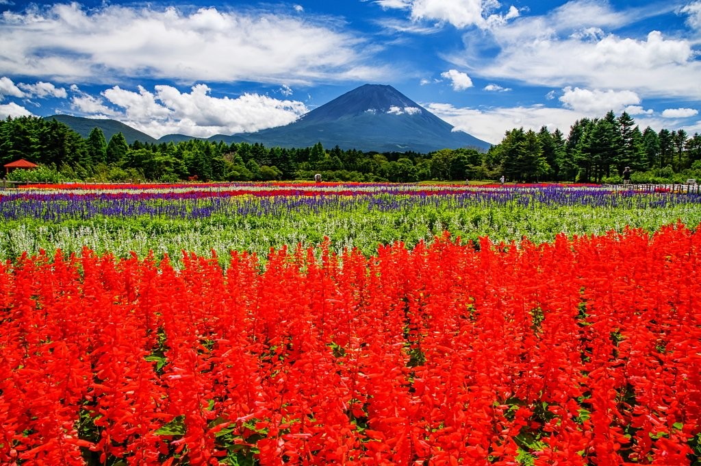 LINE_ALBUM_Rainbow Flower Festival_230825_13_0